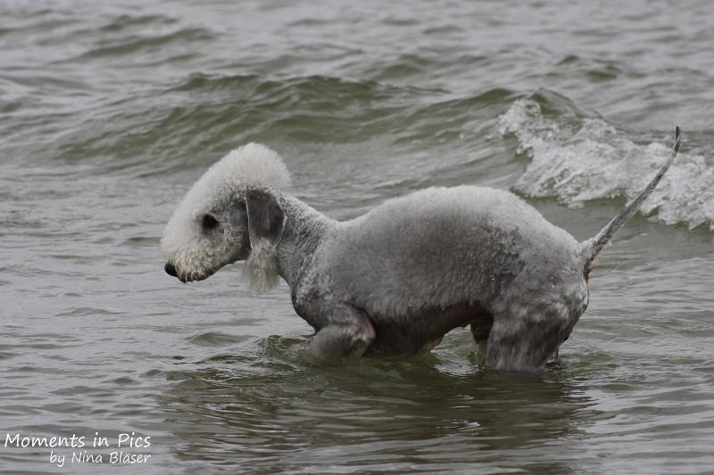2010-06-26 Arc-en-ciel Arlequin (19).jpg